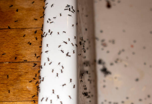 Best Pest Control Near Me  in Pompano Beach, FL